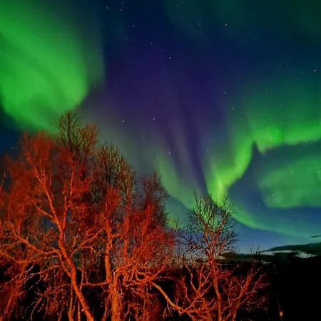 Trivelig I Senja.