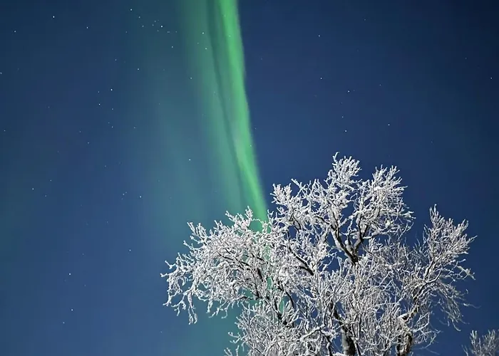 Trivelig I Senja. Senja